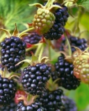Douglass blackberry variety