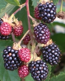 Douglass blackberry cultivar
