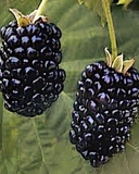 Cheyenne blackberry cultivar