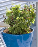 Baby Cakes® blackberry plant