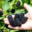 Buy blackberry variety Apache