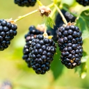 Buy blackberry variety Natchez