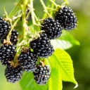 Buy blackberry variety Arapaho