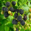 Buy blackberry variety Triple Crown