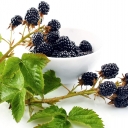 Buy blackberry variety Columbia Giant