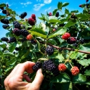 Buy blackberry variety Navaho