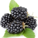 Buy blackberry variety Kiowa