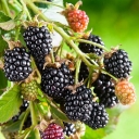 Buy blackberry variety Sweetie Pie