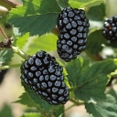 Buy blackberry variety Caddo