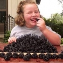 Buy blackberry variety Doyle's Thornless