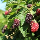 Buy blackberry variety Boysenberry