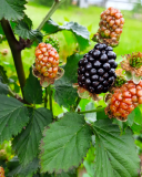Karajá blackberry variety