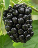 Kelly blackberry cultivar