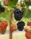 Kelly blackberry variety