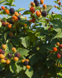 Kelly blackberry cultivar