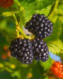 Kelly blackberry variety