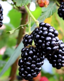 Ticuna blackberry cultivar