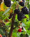 Ticuna blackberry variety