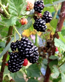 Ticuna blackberry cultivar
