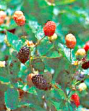 Guarani blackberry cultivar
