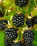 Ebano blackberry variety
