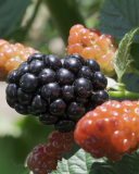 Danna blackberry fruit
