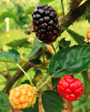 Terena blackberry variety