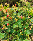 Terena blackberry variety