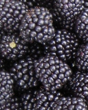 Von blackberry variety