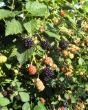 Von blackberry cultivar