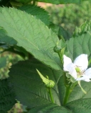 Blackberry Natchez bloom