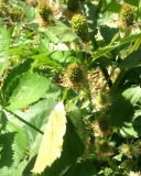 Blackberry Natchez unripe berries