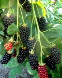 Blackberry Natchez berries