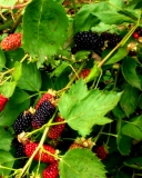 Blackberry Natchez fruits