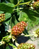 Blackberry Natchez unripen fruit