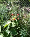 Navaho berries