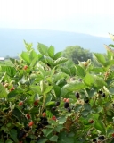 Prime-Ark 45 primocane-fruiting cultivar