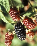 Onyx blackberry fruit