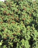 Onyx blackberry bushes