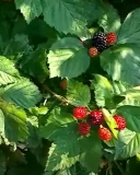 Kiowa blackberry cultivar