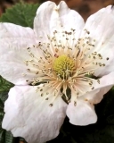 Kiowa blackberry flower