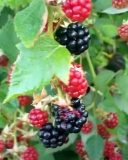Triple Crown blackberry fruits