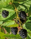 Triple Crown blackberry cultivar