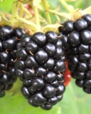 Black Diamond fruit