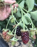 Black Pearl blackberry variety
