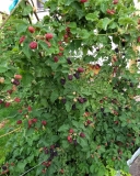 Black Pearl blackberry cultivar