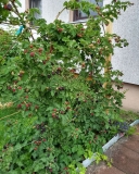 Black Pearl blackberry bushes