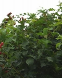 Caddo blackberry cultivar