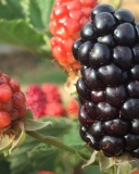 Caddo blackberry variety fruit