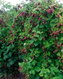 Columbia Giant blackberry bushes